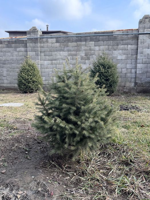 Продам туя  и Ёлки .