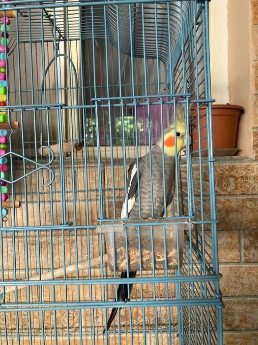 Продам попугая карелы