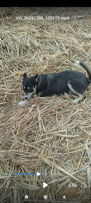 Лайка 3 айлық ұрғашы