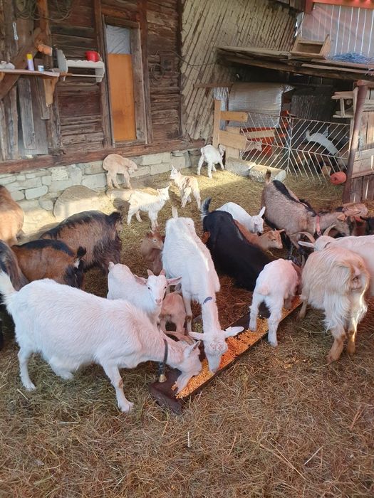 Capre  la prima și a doua fătare foarte bune e de lapte !