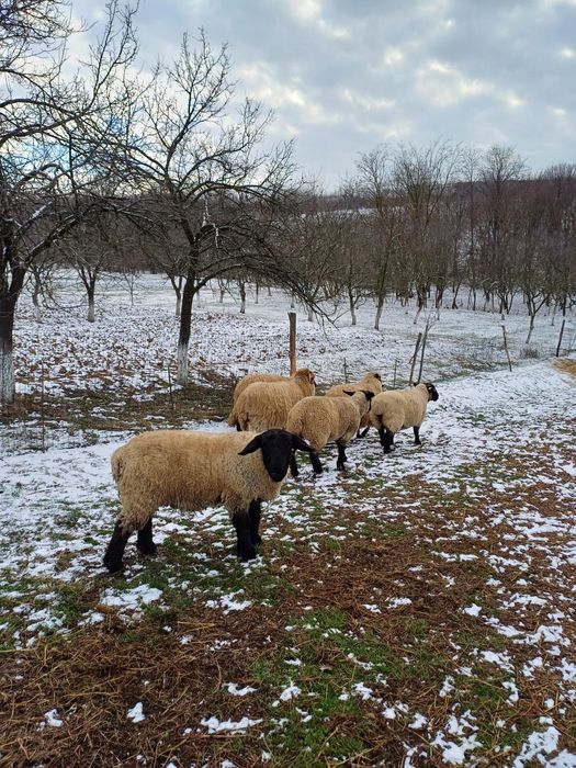 Vand oi Suffolk si țurcane