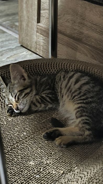 Отдам котенка в отличном состоянии