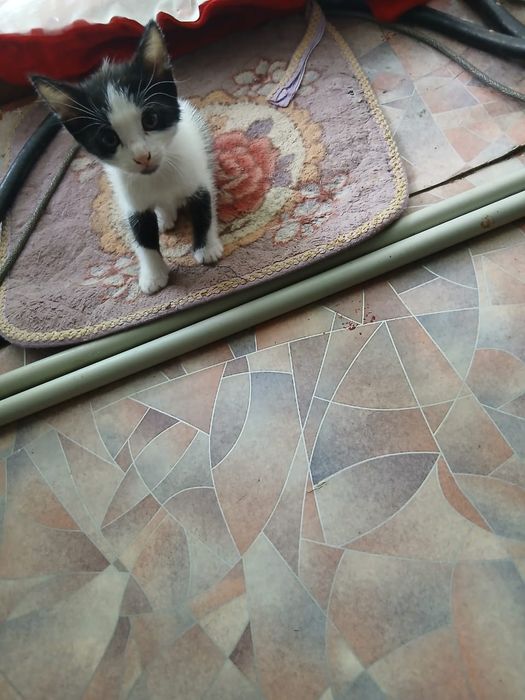 Котята в добрые руки,бесплатно