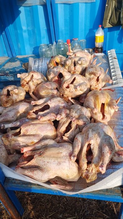 Үндік еті үндік еті