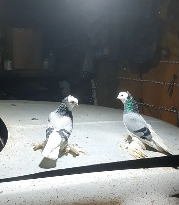 Голуби сизолысые чубатые