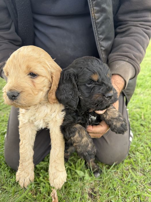 Лагото Романьоло