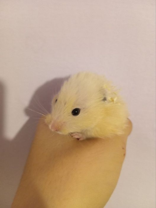 Продаётся хомяки породистый