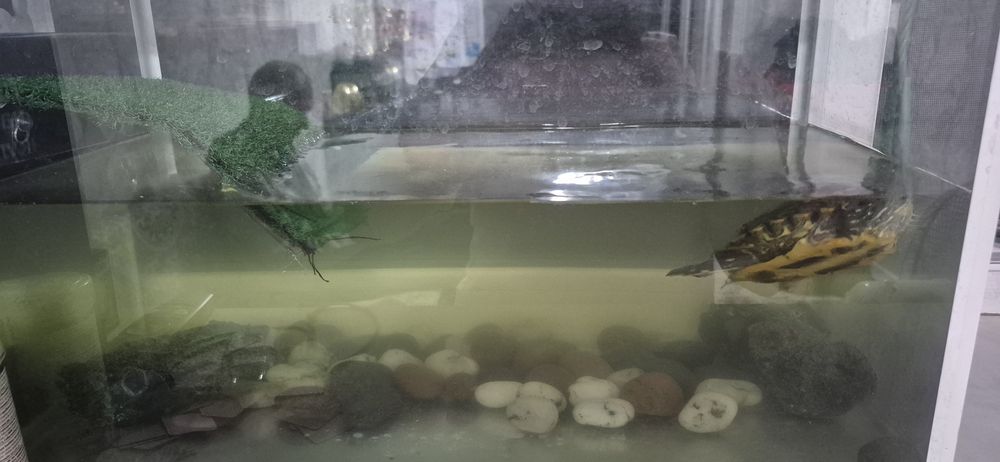 Продам черепаху водяной