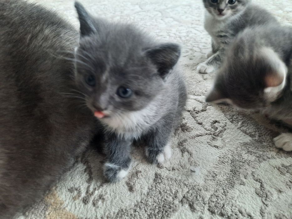 Котята в добрые руки!