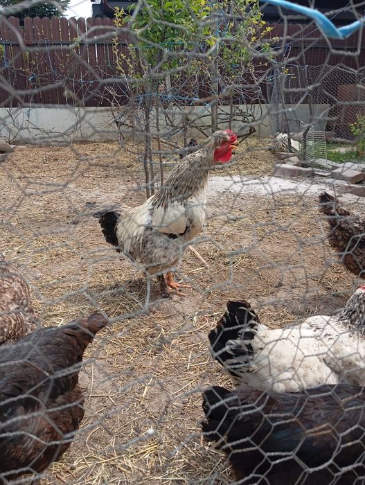 Vând cocoș australop albastru și moțat românesc