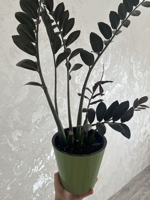 Уй гулдери сатылады