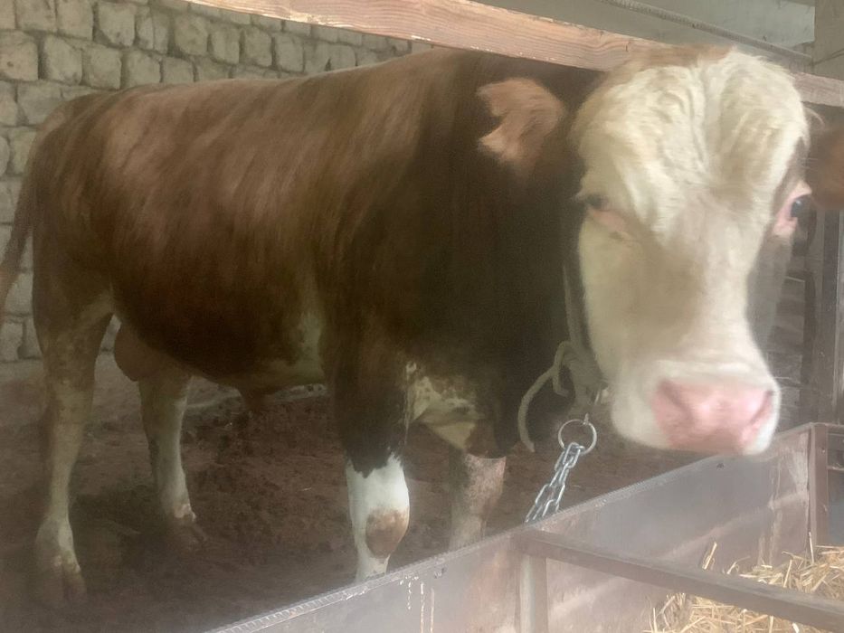 Симентал букалар