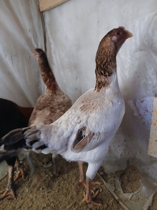 Дакан тауықтар сатылады