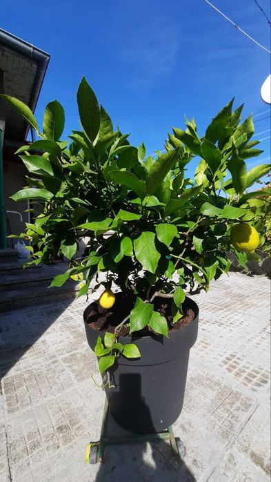 Лимон растение 17 годишен