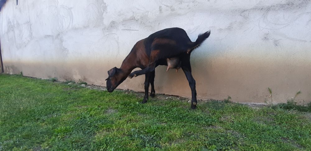 Capra Anglo Nubian
