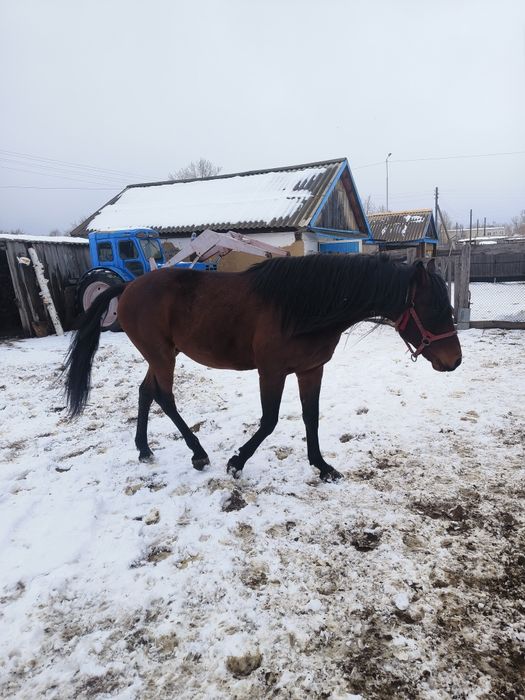 Продам жеребца на разведение