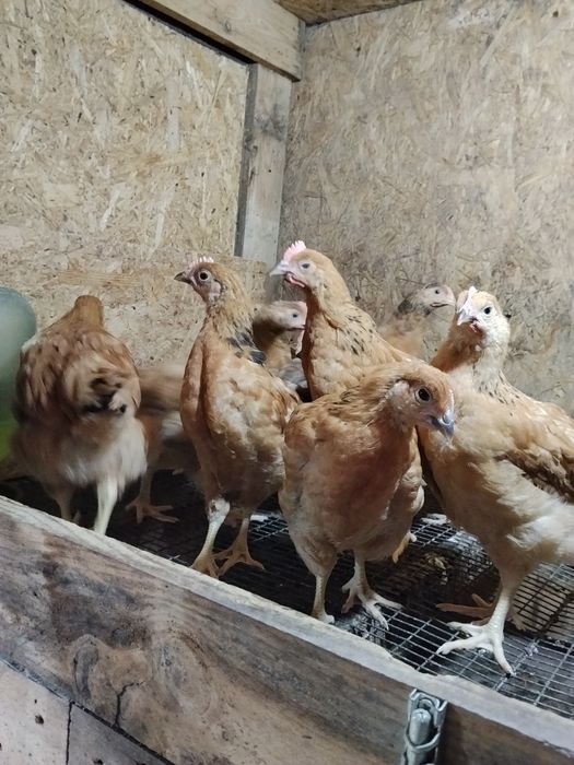 Продам яйцо инкубационное