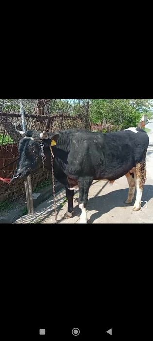 Buqa sotiladi 1.8 oyli