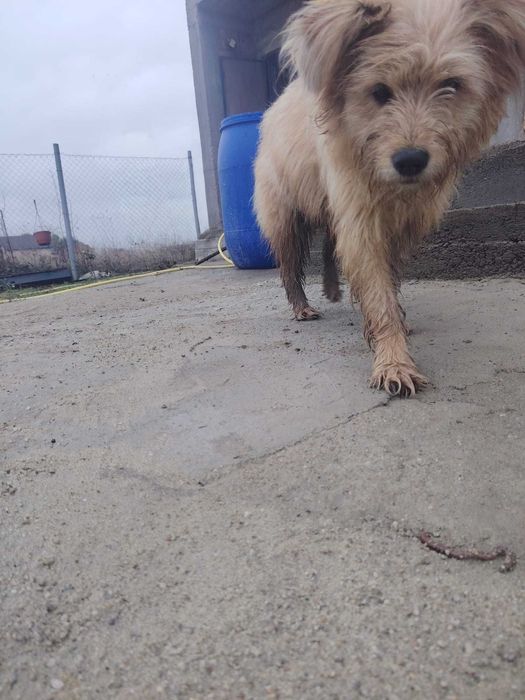 Câine disponibil pentru donație