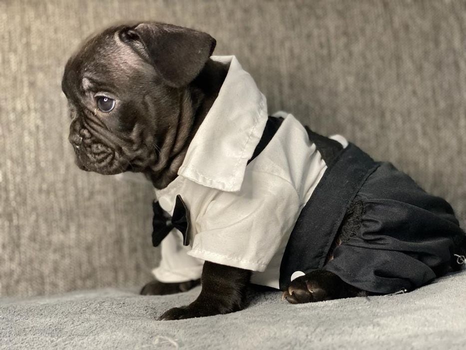 Vand fetita bulldog francez