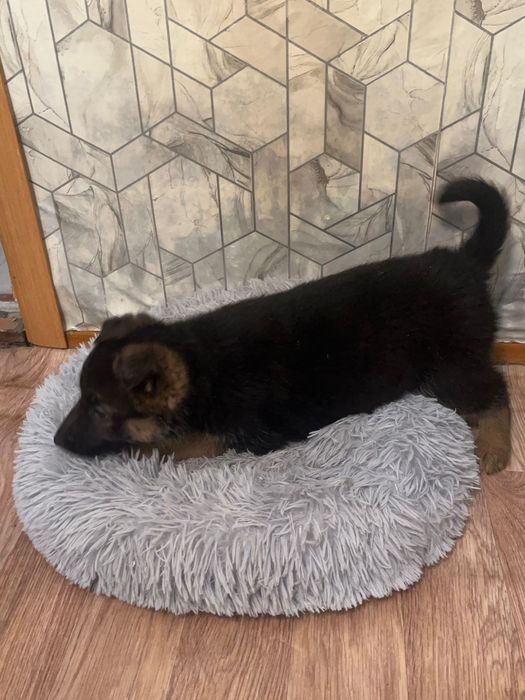 Щенки немецкой овчарки