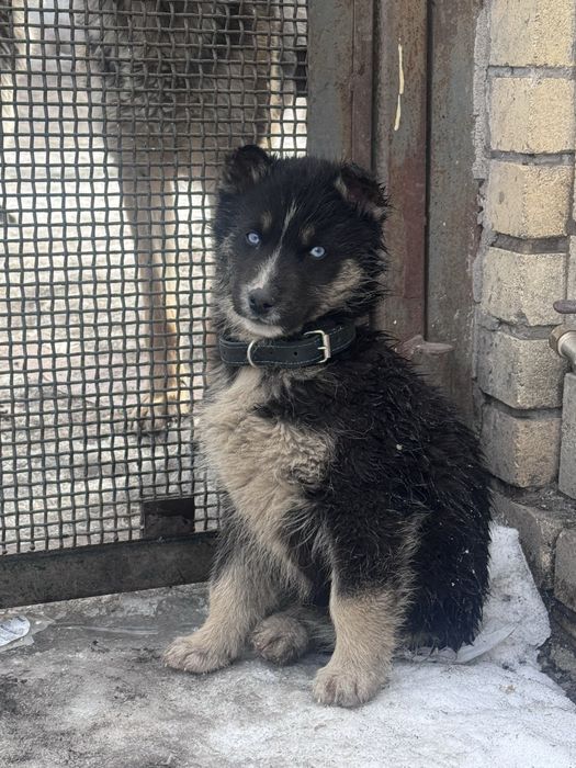 Продам щенят северной овчарки