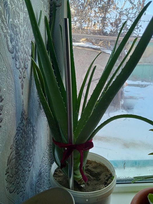 Продам алое 5 лет лечебное