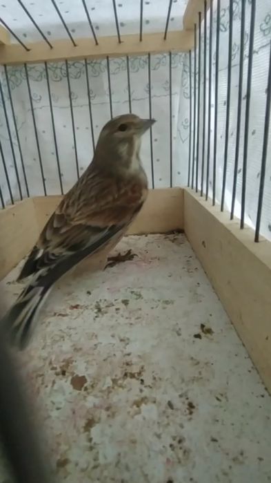 Ormon qushlari Sava repler sotiladi narxi 30 mingan 100 mingacha