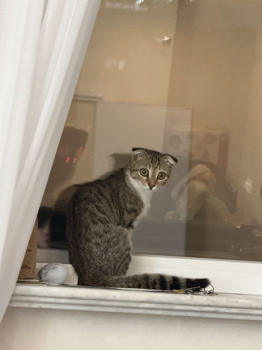 Отдам котенка в добрые руки