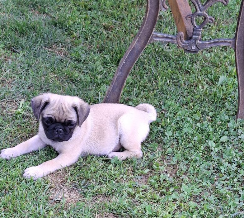 Mops pug transport in Ro si EU