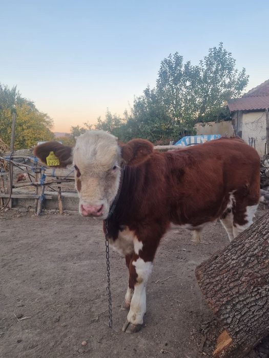 Vițel de casa , crescut natural și sănătos