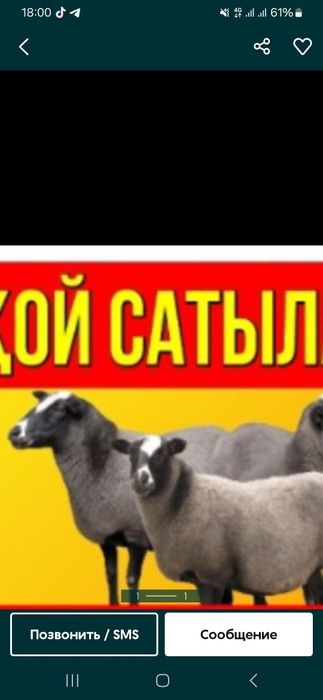 Тез арада  қой сатылад  40000тг.