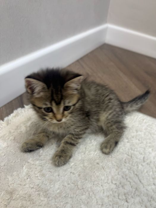 котенок британец короткошёрстный