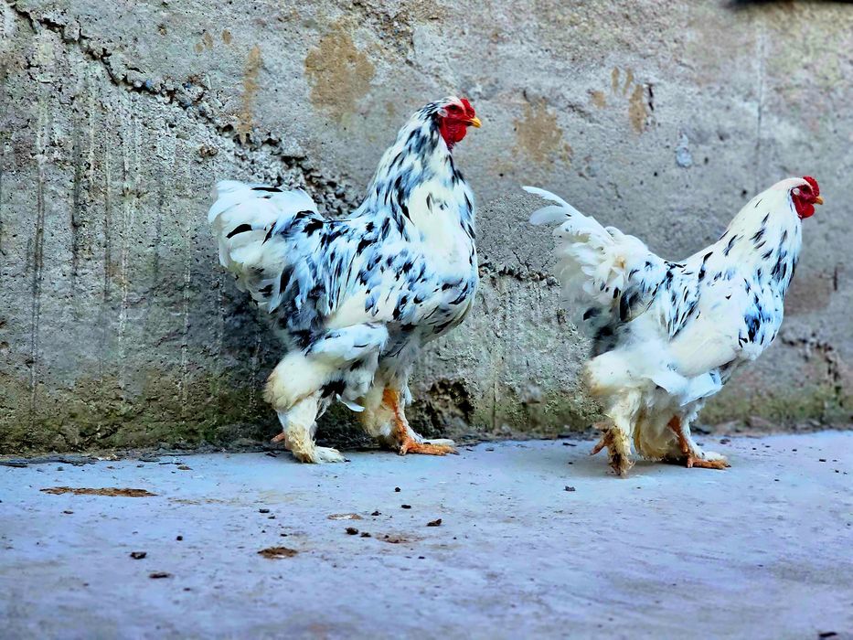 Брама Далматинец қораздары сатылады