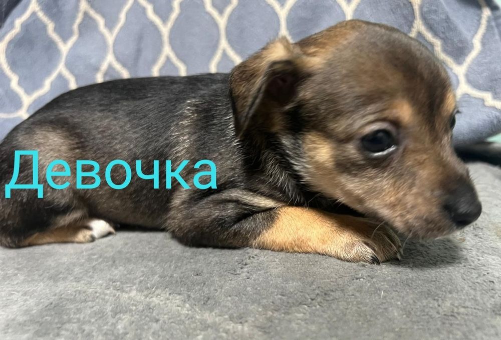 Отдам даром щенят