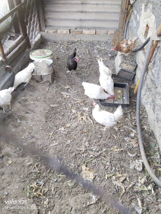 Продам кур несушек (белые красные)