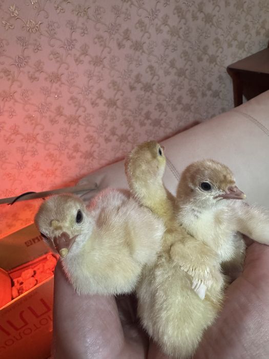 Продам индюшат хайбрид и бронза