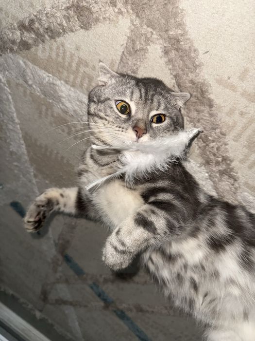 Продаём котика Шотландский вислоухая
