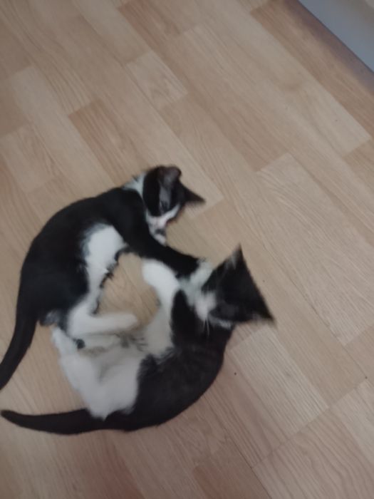 donez 3 pui de pisica doua pisicuțe și un motănel