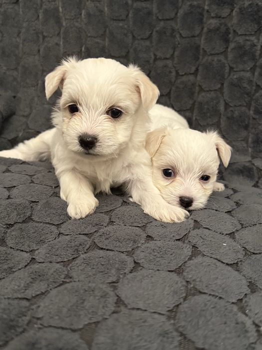 Pui bichon havanez x maltez