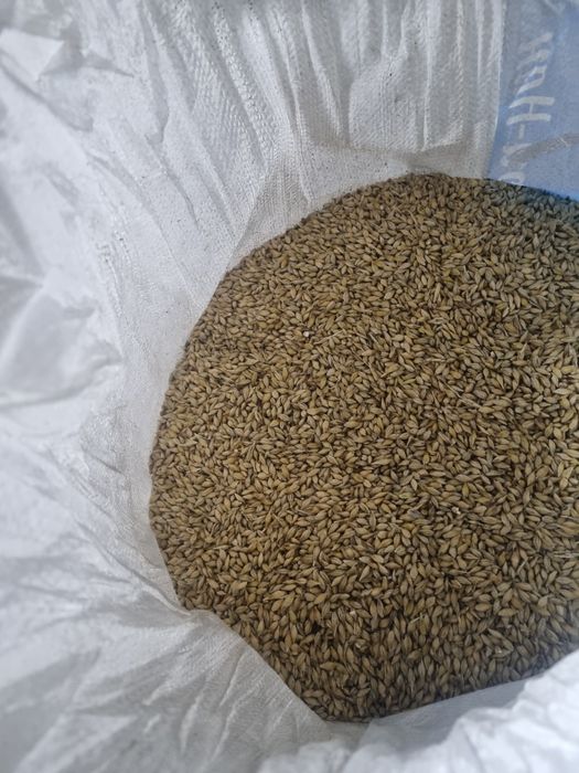 Ячмень в мешках!!!50кг!!!
