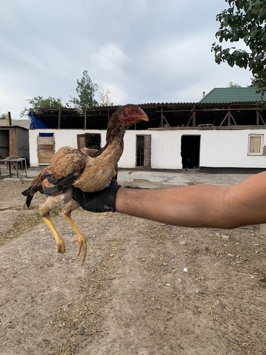 Продам 3 даканок