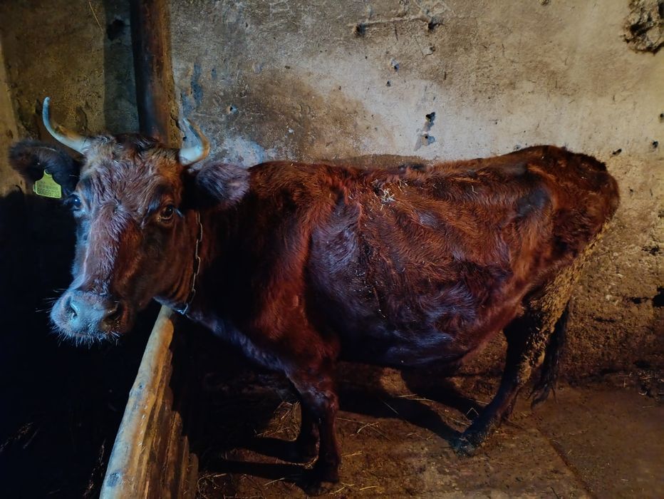 продам корову живьем, корова стельная