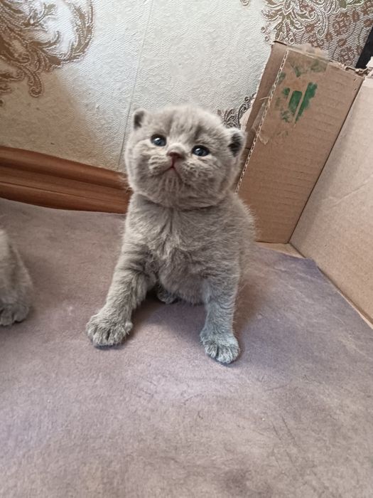 Котята британской породы