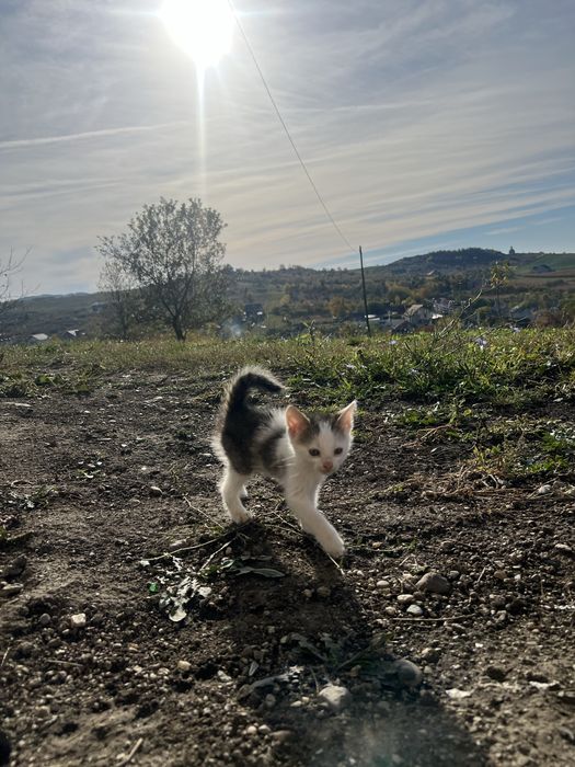 Donez pui de pisica