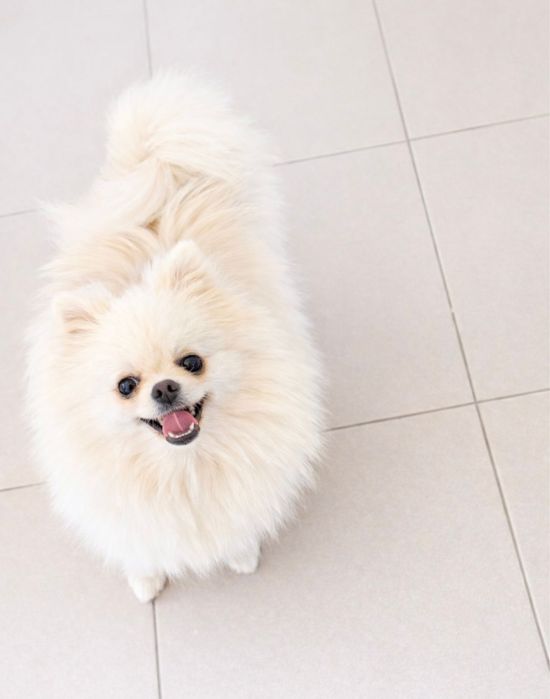 Femela Pomeranian adultă cu pedigree FCI