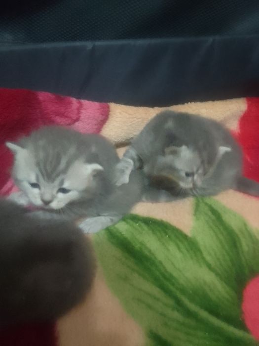 Продам котят Скоттиш страйт