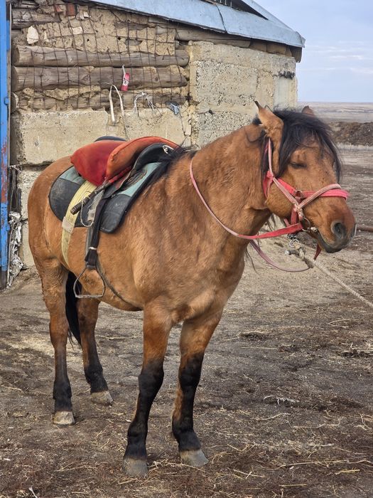 Мұғалжар тұқымы айғыр сатылады