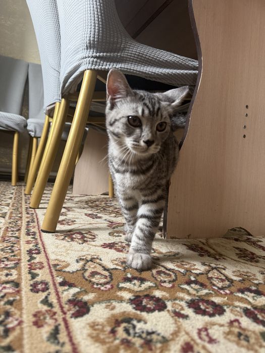 Шотланды мысық сатылады