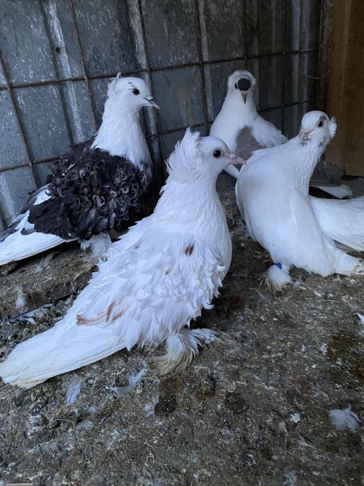 Pereche creti francezi